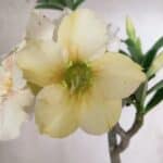 Planta Simples 2818 – 30cm – 02 anos