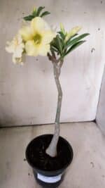 Planta Simples 2818 – 30cm – 02 anos - Imagem 8