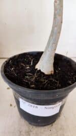 Planta Simples 2818 – 30cm – 02 anos - Imagem 7