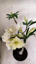 Planta Simples 2818 – 30cm – 02 anos - Imagem 4