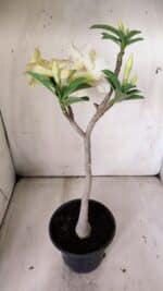 Planta Simples 2818 – 30cm – 02 anos - Imagem 6