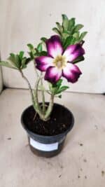 Planta Simples 2819 – 30cm – 02 anos - Imagem 2