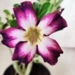 Planta Simples 2819 – 30cm – 02 anos