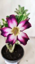 Planta Simples 2819 – 30cm – 02 anos