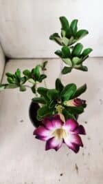 Planta Simples 2819 – 30cm – 02 anos - Imagem 4