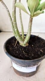 Planta Simples 2819 – 30cm – 02 anos - Imagem 7