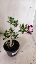 Planta Simples 2819 – 30cm – 02 anos - Imagem 6