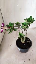 Planta Simples 2819 – 30cm – 02 anos - Imagem 5