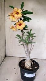 Planta Simples 2820 – 35cm – 03 anos - Imagem 2