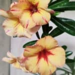 Planta Simples 2820 – 35cm – 03 anos