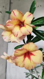 Planta Simples 2820 – 35cm – 03 anos - Imagem 3