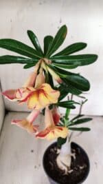 Planta Simples 2820 – 35cm – 03 anos - Imagem 4