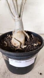 Planta Simples 2820 – 35cm – 03 anos - Imagem 8