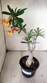 Planta Simples 2820 – 35cm – 03 anos - Imagem 6