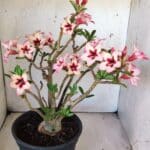 Planta Simples 2821  – 40cm – 04 anos