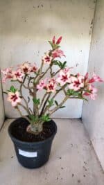 Planta Simples 2821  – 40cm – 04 anos