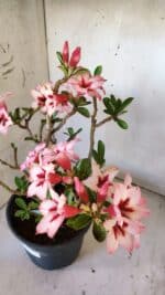 Planta Simples 2821  – 40cm – 04 anos - Imagem 5