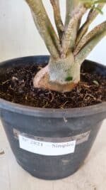 Planta Simples 2821  – 40cm – 04 anos - Imagem 8