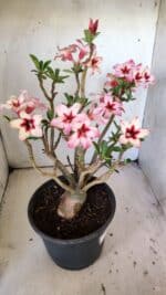 Planta Simples 2821  – 40cm – 04 anos - Imagem 7