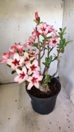 Planta Simples 2821  – 40cm – 04 anos - Imagem 4