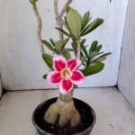 Planta Simples 2822  – 35cm – 03 anos