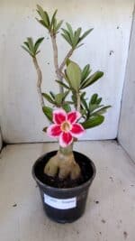 Planta Simples 2822  – 35cm – 03 anos