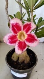 Planta Simples 2822  – 35cm – 03 anos - Imagem 3