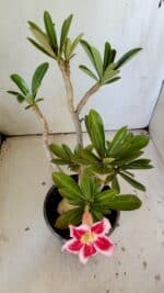 Planta Simples 2822  – 35cm – 03 anos - Imagem 7