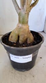 Planta Simples 2822  – 35cm – 03 anos - Imagem 6