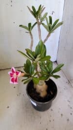 Planta Simples 2822  – 35cm – 03 anos - Imagem 5