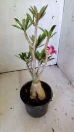 Planta Simples 2822  – 35cm – 03 anos - Imagem 4