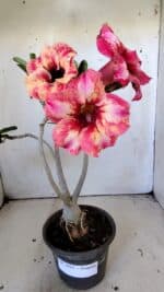 Planta Simples 2823  – 35cm – 03 anos - Imagem 2