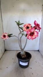 Planta Simples 2823  – 35cm – 03 anos - Imagem 5