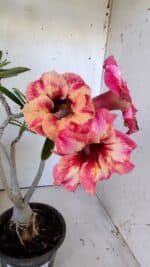 Planta Simples 2823  – 35cm – 03 anos