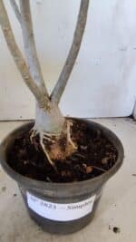 Planta Simples 2823  – 35cm – 03 anos - Imagem 9