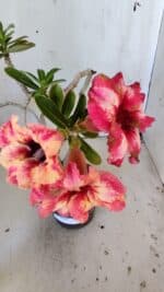 Planta Simples 2823  – 35cm – 03 anos - Imagem 4