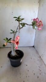 Planta Simples 2823  – 35cm – 03 anos - Imagem 8