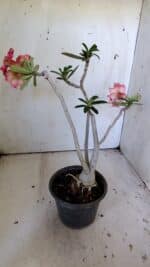 Planta Simples 2823  – 35cm – 03 anos - Imagem 7