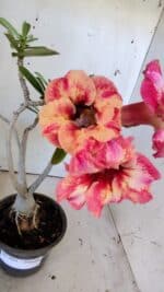 Planta Simples 2823  – 35cm – 03 anos - Imagem 3