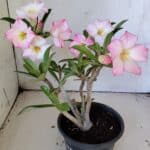 Planta Simples 2824  – 30cm – 02 anos