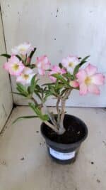 Planta Simples 2824  – 30cm – 02 anos