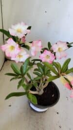 Planta Simples 2824  – 30cm – 02 anos - Imagem 4