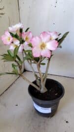 Planta Simples 2824  – 30cm – 02 anos - Imagem 3