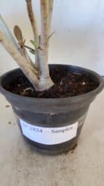 Planta Simples 2824  – 30cm – 02 anos - Imagem 7
