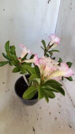 Planta Simples 2824  – 30cm – 02 anos - Imagem 6