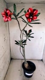 Planta Simples 2825  – 35cm – 03 anos - Imagem 2