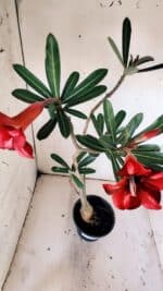 Planta Simples 2825  – 35cm – 03 anos - Imagem 6