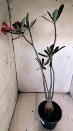 Planta Simples 2825  – 35cm – 03 anos - Imagem 7