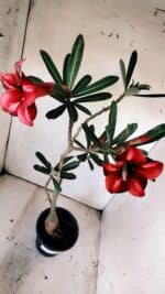 Planta Simples 2825  – 35cm – 03 anos - Imagem 5