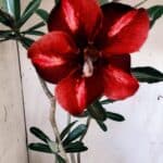 Planta Simples 2825  – 35cm – 03 anos